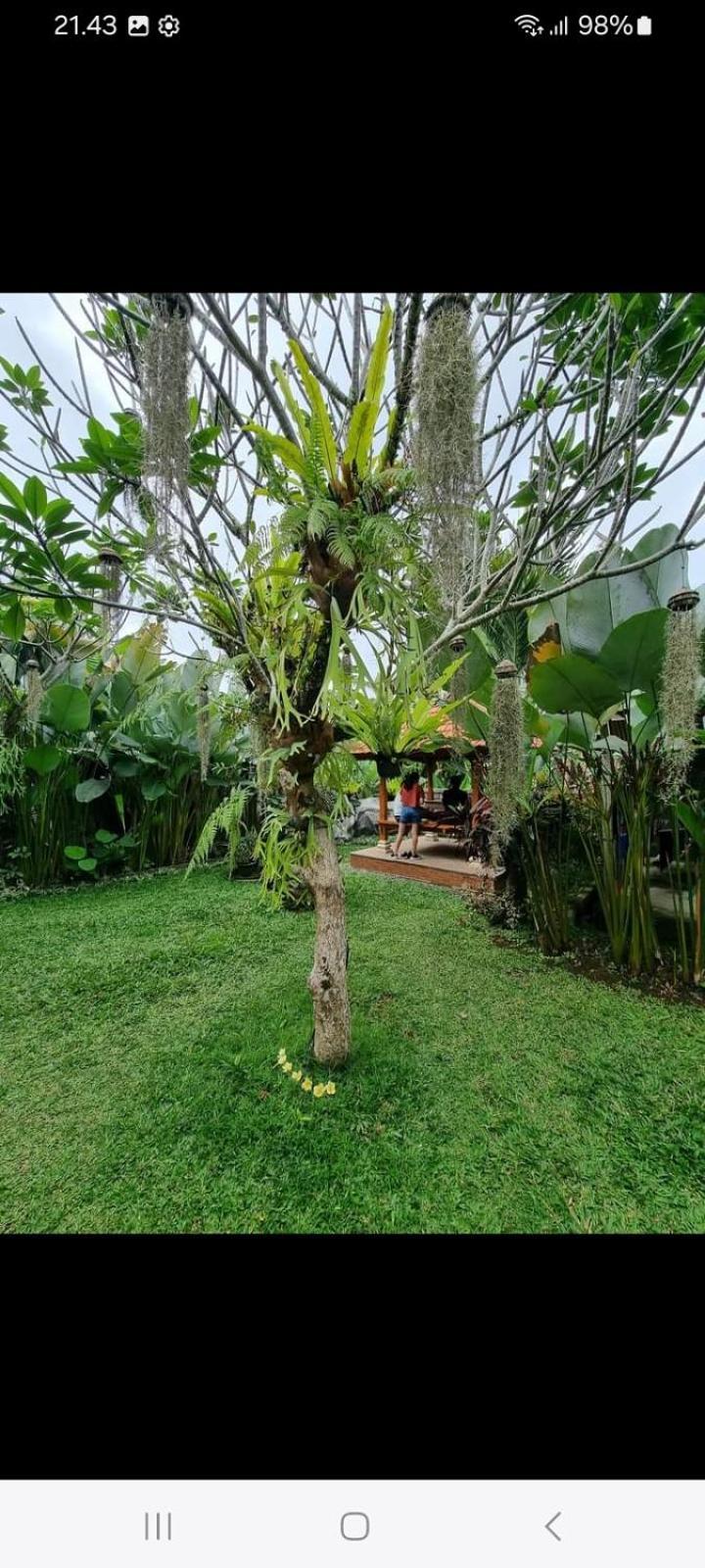 D'Sari Undisan Houses Bangli المظهر الخارجي الصورة